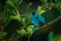 Kvetomil cernohlavy - Chlorophanes spiza - Green Honeycreeper o4948